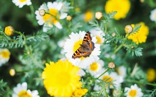 Картинка цветы, природа, макро, насекомое, луг, ромашки, бабочка, боке, лето