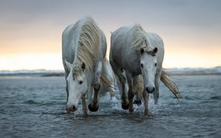 Картинка природа, море, белые, лошади, пара, кони