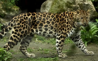 Картинка леопард, хищник, амурский, большая кошка