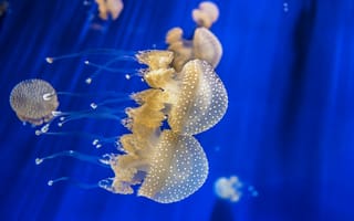 Картинка щупальца, медузы, подводный мир