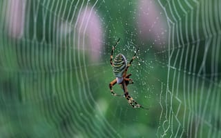 Картинка макро, паук, на природе, паутина