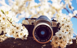 Картинка цветы, природа, камера, фотоаппарат