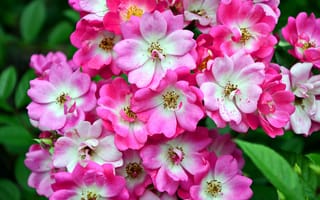 Картинка цветы, розо-белые, макро, цветение, весна, цвеение, дерево