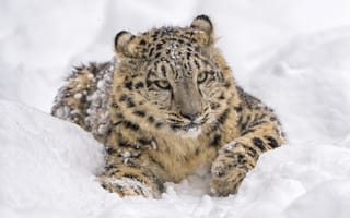 Картинка морда, снежный леопард, хищник, ирбис, лежит, отдых, снег, снежный барс, дикая кошка, барс