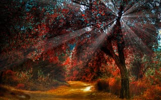 Картинка дерево, осень, лес, солнечный свет, луч света