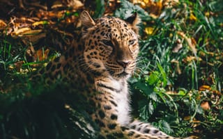 Картинка дикая кошка, Хищник, морда, Амурский леопард