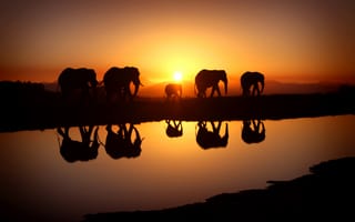 Картинка savana, Sunset, elephants, family