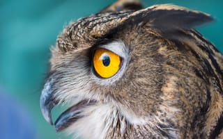 Картинка Owl, Face, closeup