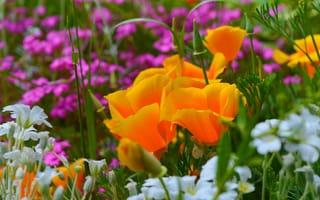 Картинка Yellow flowers, Весна, калифорнийский мак, Эшшольция, Ясколка, spring