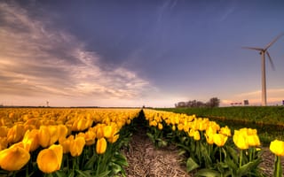 Картинка цветочное поле, Весна, плантация, поле, красота, перспектива, солома, тюльпановое поле, ветряк, Облака, тюльпаны, нидерланды, Голландия, цветы, mnogo, желтые, бутоны, межа, грядки, небо