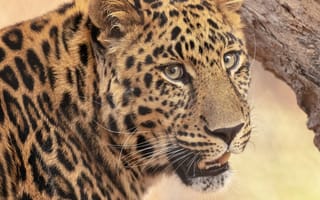 Картинка портрет, морда, взгляд, дикая кошка, леопард
