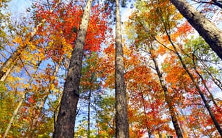 Картинка ontario, багрянец, Канада, осень, деревья, листья