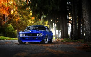 Картинка forest, Muscle, 1969, blue, camaro, car, fall, chevrolet, Color