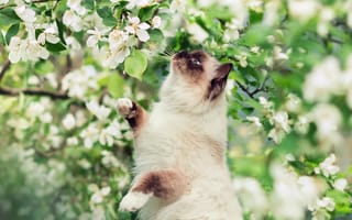 Картинка Весна, Кошка, сиамская, цветы