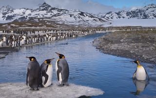 Картинка Пингвин стоит по пояс в воде