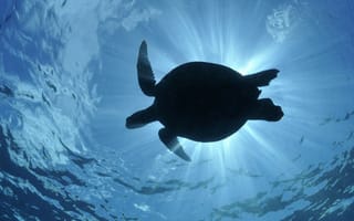 Картинка Черепаха в воде в лучах солнца