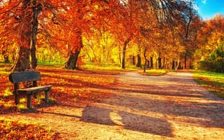 Картинка осень, лавочка, тени, лучи, Осенний лес, лес, листья