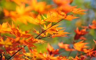 Картинка ветка, осень, branch, Осенняя ветка, autumn
