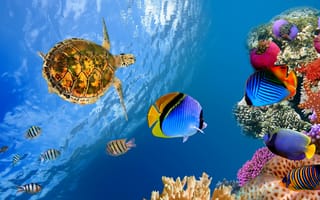 Картинка подводный мир, рыбки, океан