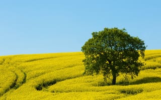 Картинка дерево, поле, рапс, желтое