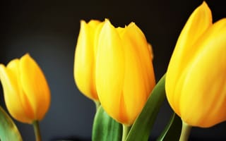Картинка желтые тюльпаны, желтые цветы, бутоны