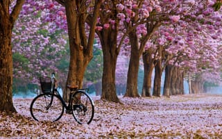 Картинка сакура, цветение, парк, япония, аллея, велосипед