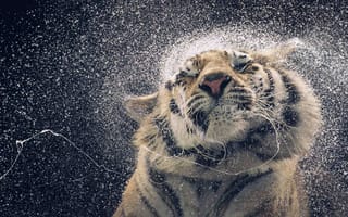 Картинка тигр, мокрый, брызги