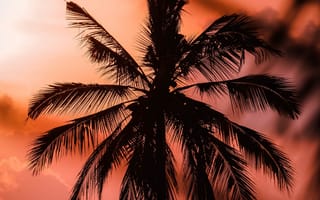Картинка пальма, ветви, силуэт, закат