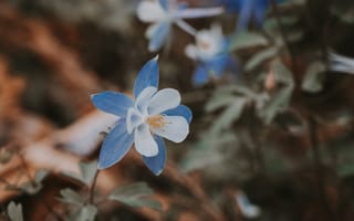 Картинка цветок, голубой, аквилегия