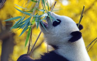 Картинка панда, листья, ветка