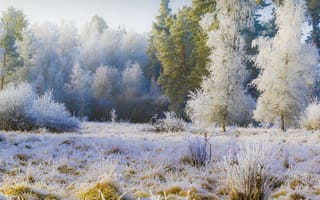 Картинка иней, зима, Зимний лес, деревья, опушка, лес
