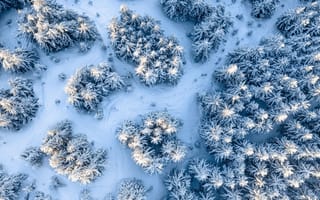 Картинка снег, деревья в снегу, вид сверху