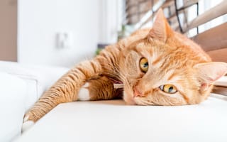 Картинка кот, рыжий, на диване, лежит