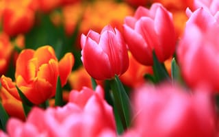 Картинка нежные весенние цветы, Тюльпаны