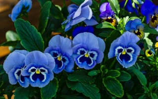 Картинка Красивые синие садовые цветы фиалка Виттрока