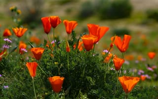 Картинка Оранжевые летние цветы Эшшольция
