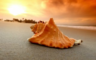 Картинка Большая ракушка лежит на горячем песке на закате солнца