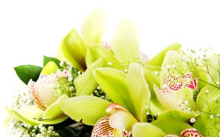 Картинка Экзотические цветы орхидеи крупным планом на белом фоне