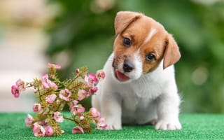 Картинка Смешной щенок Джек Рассел Терьер с цветами