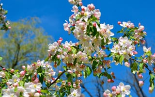 Картинка Цветущая пышная ветка яблони на фоне голубого неба весной