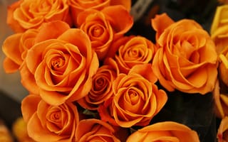 Картинка Букет оранжевых роз крупным планом