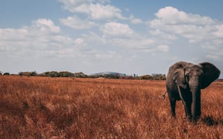 Картинка Большой слон идет по сухой траве под голубым небом