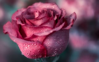 Картинка Красивая розовая роза с лепестками в росе