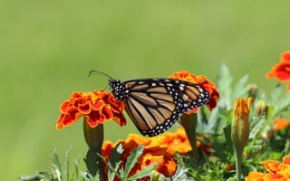 Картинка Бабочка монарх на цветке