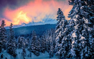 Картинка Восход солнца над заснеженным лесом зимой