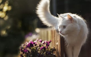 Картинка Красивый белый кот идет по забору с цветами
