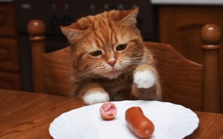 Картинка Рыжик кот ворует сосиску с тарелки на столе