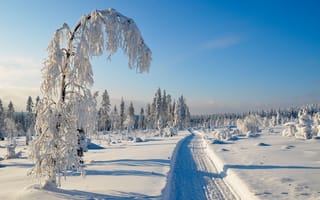 Картинка Заснеженная дорога у покрытых инеем деревьев солнечным зимним днем