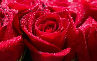 Картинка Бутоны красной розы в каплях росы крупным планом