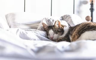 Картинка Домашний кот спит на белой постели